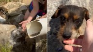 Georgia Rescuer Discovered 2 Neglected Terriers Living In A Drain Pipe After They Were Abandoned
