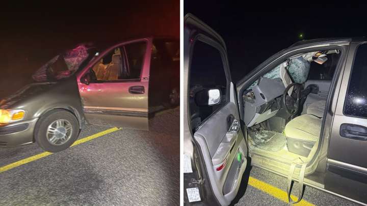 Dowagiac man strikes cow Friday morning