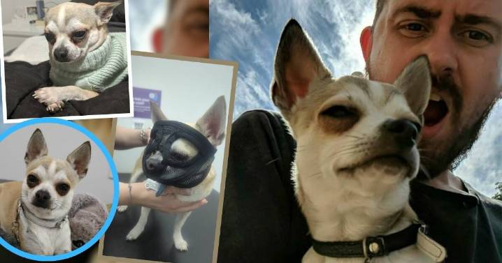 Missing chihuahua's 8-day adventure in Tasmania