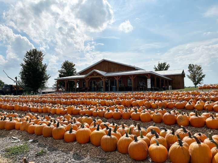 Tim’s Pumpkin Patch gets OK from town to expand and add concerts