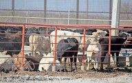 Cárcel por importar ganado contaminado