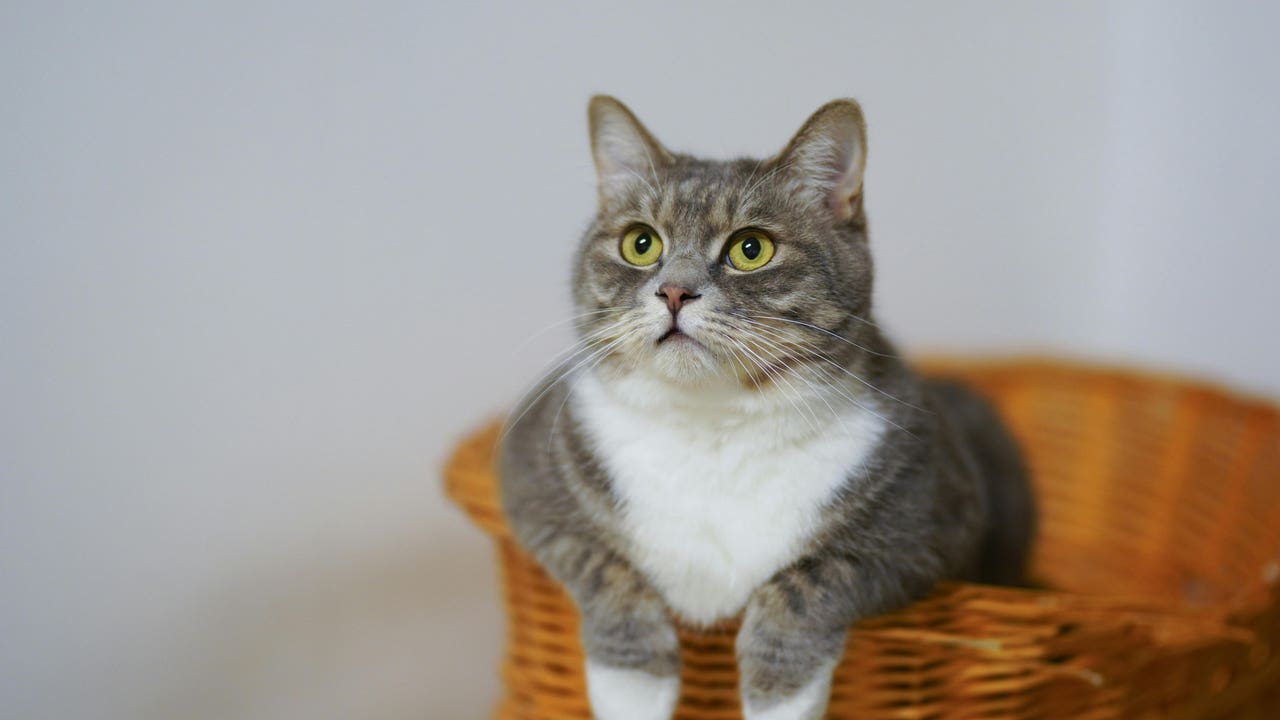 ¿Pienso seco, húmedo o mixto? Pocos lo saben, pero están cometiendo un error con el pienso de su gato