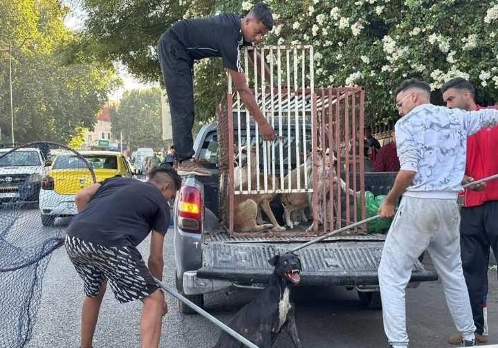 A tiros y con veneno contra los perros callejeros en Marruecos
