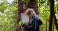 To save its rare birds, New Zealand is relying on a nation of backyard trappers