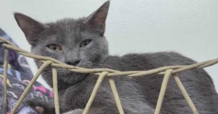Lange Foundation helps animals in need find their forever homes