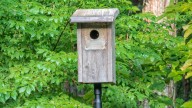 This Beautiful Songbird Is The Best Natural Pest Control For Your Yard