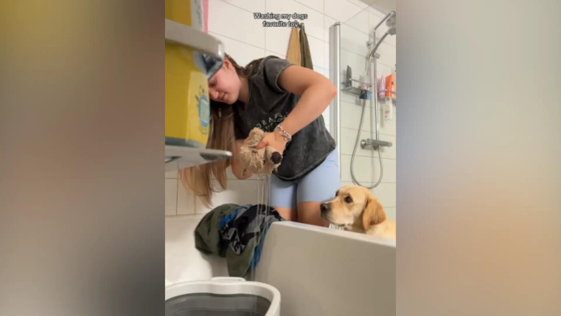 Un amor a distancia: la pena de un perro al separarse de su juguete favorito mientras se lavaba