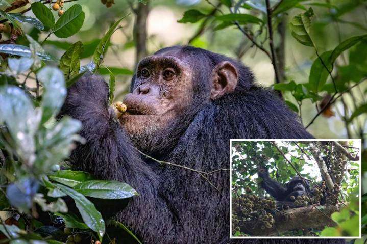 Wild chimpanzees consume 2 cocktails' worth of alcohol a day by feasting on boozy fruit: study