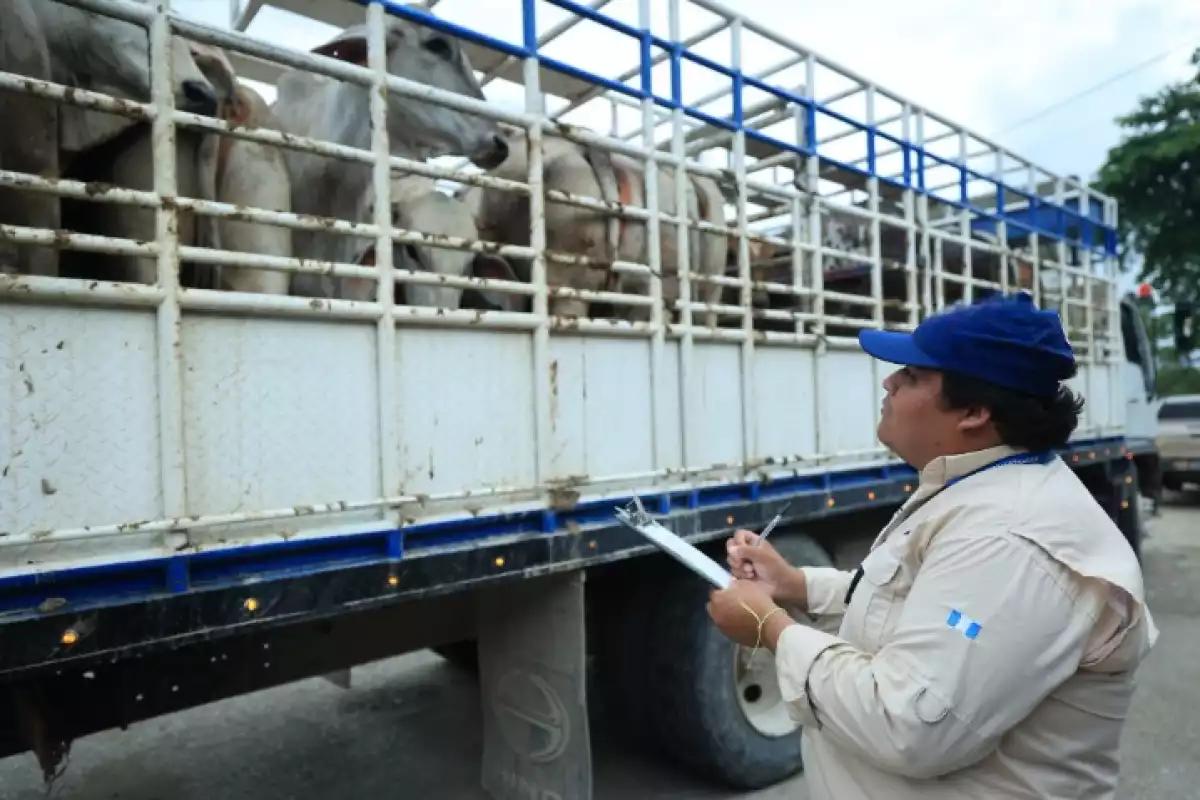 Estados Unidos detecta nuevo caso de gusano barrenador cerca de la frontera: alerta en Sabinas Hidalgo, Coahuila