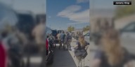 GRAPHIC: Video shows Charlie Kirk being rushed to SUV after he was shot, crowd running in chaos
