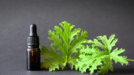 Las plantas que tenés que tener sí o sí en tu jardín si querés alejar a los mosquitos de tu hogar
