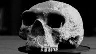 La reconstrucción de un cráneo de un millón de años podría replantear la evolución humana