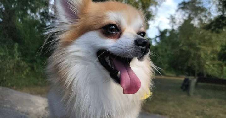 AWLA's Pawfect Match of the Week: Meet Taco!