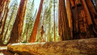 The Surprising State To See Giant Sequoia Trees (That's Not California)