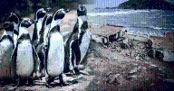 Construcción del penal El Frontón amenaza especies en peligro de extinción