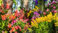 Why Too Many Flowers Can Be A Detriment To Your Garden