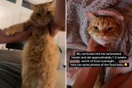 Owner in Shock As She Wakes Up—Then Discovers What Rescue Cat Did Overnight