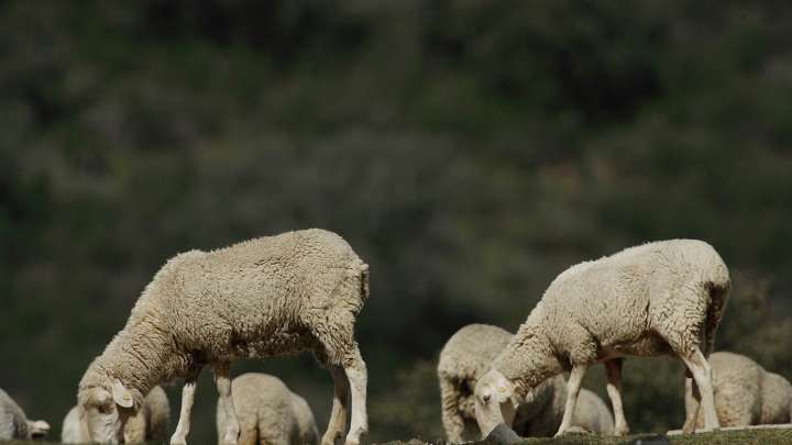 La provincia cerró agosto con focos de lengua azul en la Alpujarra y Alhama