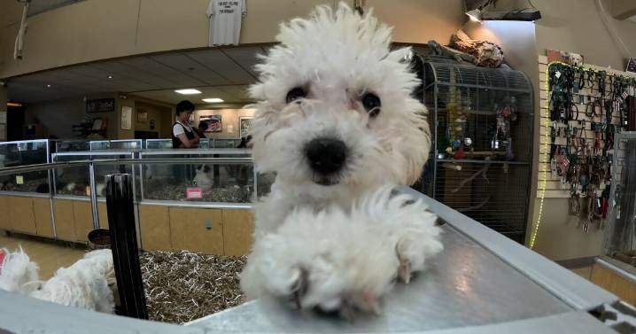 Denver, Westminster considering ordinances that would ban sale of cats, dogs at retail stores