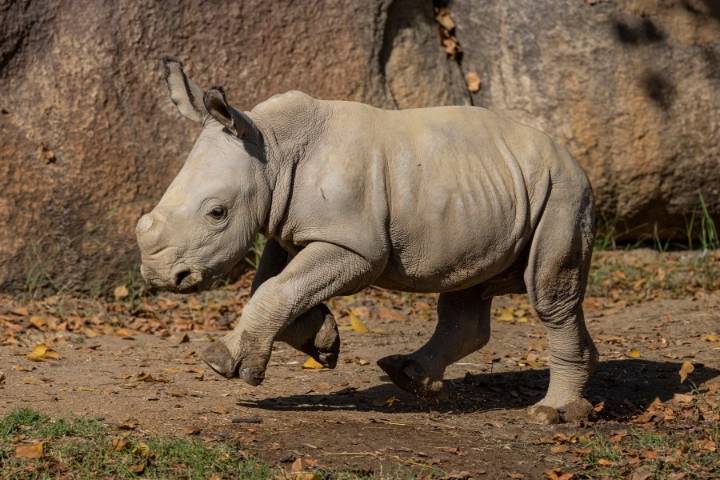 San Diego Zoo Safari Park training AI to protect rhino populations