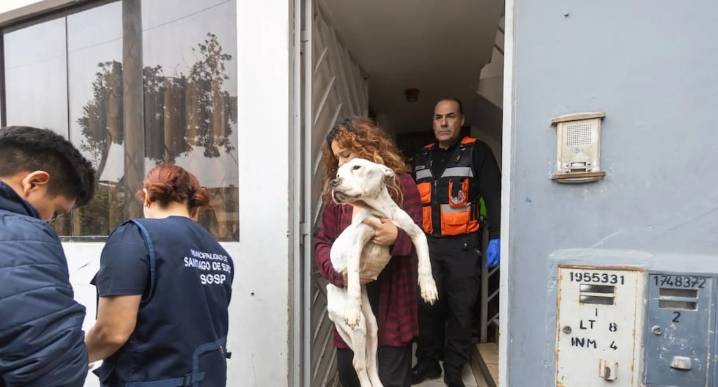 PNP y Municipalidad de Surco salvan a Venus, can con signos de maltrato extremo