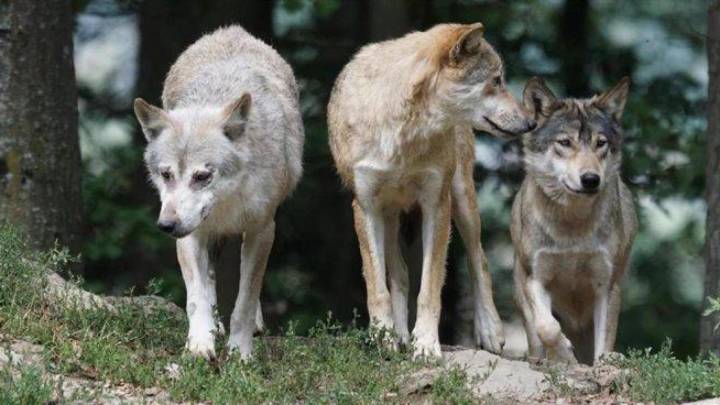 El 86% de las muertes de lobos en Europa se deben al ser humano, según un estudio con toque leonés