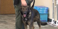 Why are K-9s patrolling Bulloch County high schools this year?