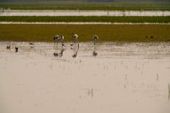 La gripe aviar se extiende en Doñana: dos cigüeñas más han dado positivo