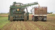 Wyoming Sugar Beet Growers Project Near-Record Harvest And Sugar Content