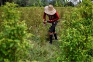 Colombia pierde reconocimiento como aliado clave en guerra contra las drogas, según EE. UU.