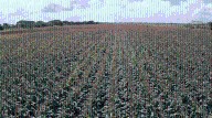 Plan de Siembra 2025 alcanza 347 mil hectáreas de maíz y arroz en Guárico
