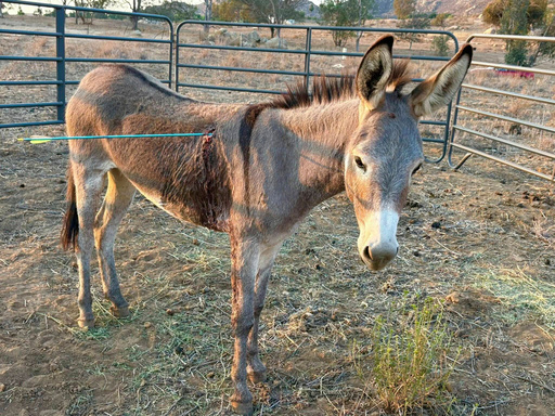 Donkey recovering after being shot in latest arrow attack on wild burros in California