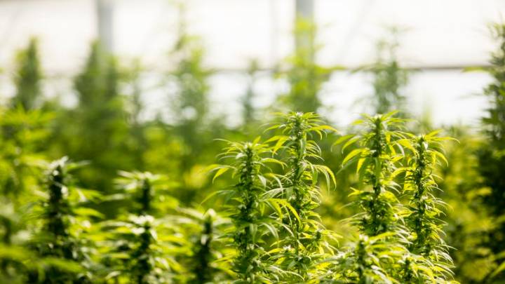 Huge legal cannabis farm told to cut smell or risk closure