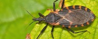 Deadly Kissing Bug Disease Is on The Rise Across The US, CDC Warns