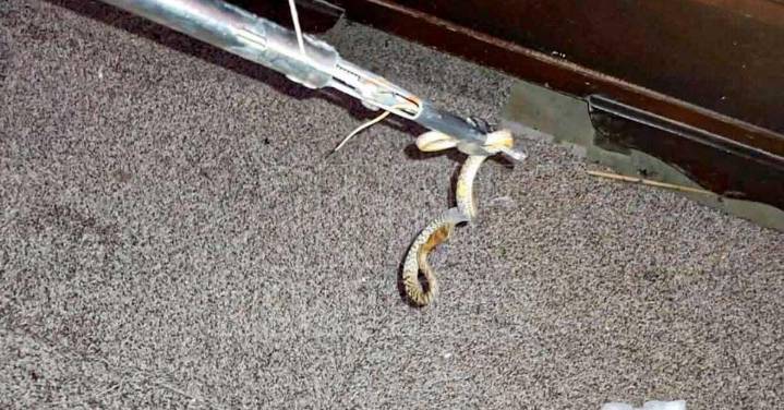 Serpiente irrumpe en vivienda de Reynosa y Protección Civil acude al rescate
