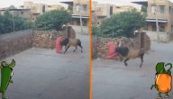 Abuelita casi muere tras brutal embestida de toro callejero (VIDEO MUY FUERTE)