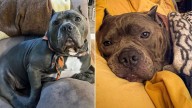 Virginia Dog Abandoned For Being Overweight Shocks Everyone With His Stunning Transformation