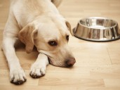 Salmonella infection spread through contact with dogs and their food