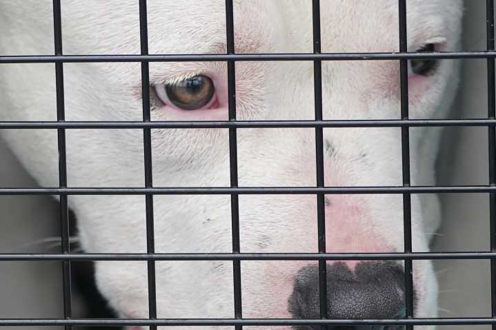 Waldorf man faces animal cruelty, possible dogfighting charges