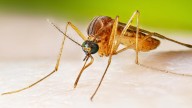 West Nile virus cases running higher than normal, prompting health warnings
