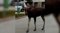 El alce “Emil” paraliza una ciudad en Austria y se hace viral