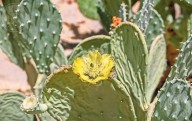 Orgullo nacional: 5 nopales de México