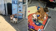 Michigan Volunteer Finds Two Tiny Puppies Huddled Together Trembling With Fear At Her Shelter
