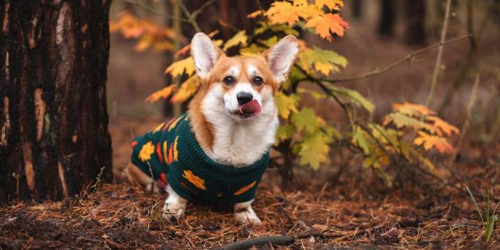 115 Funny Fall Puns and One-Liners About Apples, Dogs, and More