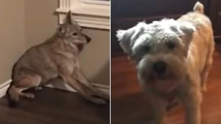 Oklahoma Woman Faces A Midnight Mystery After Strange Visitor Enters Their Home