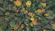Maine foliage forecast: State releases first report on this year's fall colors