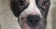 Humane Society seeks info about emaciated pit bull brought to Atlantic City center