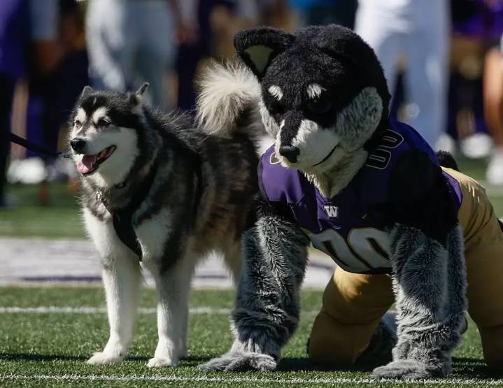 Demond Williams Jr. Leads Huskies To Apple Cup Victory
