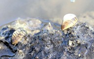 North Dakota Game and Fish Department confirms adult zebra mussels in Smishek Lake