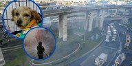 Perrita embarazada sobrevivió a la explosión de pipa en Iztapalapa